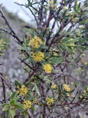 Pimelea microcephala