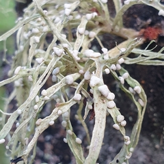 Ramalina celastri