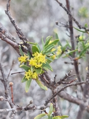 Pimelea microcephala