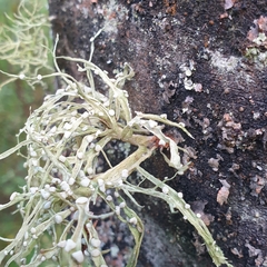 Ramalina celastri