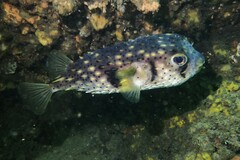 Dicotylichthys punctulatus