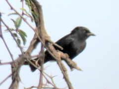 Dicrurus adsimilis apivorus