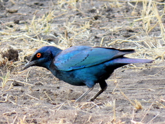 Lamprotornis chalybaeus