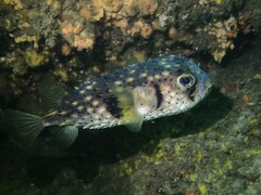 Dicotylichthys punctulatus