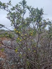 Pimelea microcephala