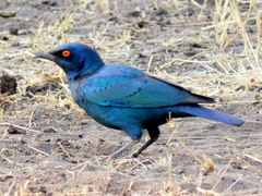 Lamprotornis chalybaeus