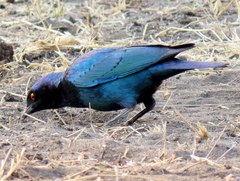 Lamprotornis chalybaeus