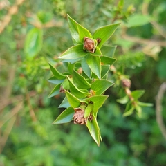 Melaleuca squarrosa