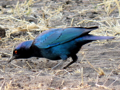 Lamprotornis chalybaeus