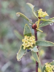 Pimelea microcephala