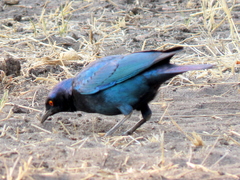 Lamprotornis chalybaeus