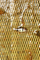 Desmopuntius hexazona