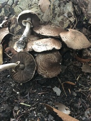 Agaricus sylvaticus