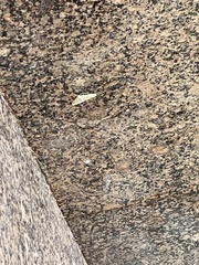 Larerannis orthogrammaria