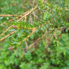 Melaleuca squarrosa