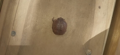 Breviceps