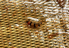 Desmopuntius hexazona