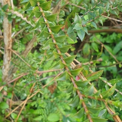 Melaleuca squarrosa