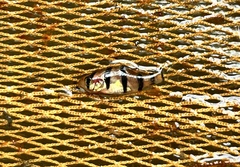 Desmopuntius hexazona