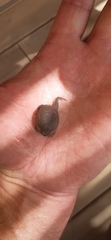 Breviceps