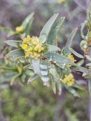 Pimelea microcephala