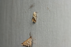 Acontia