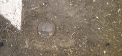Breviceps