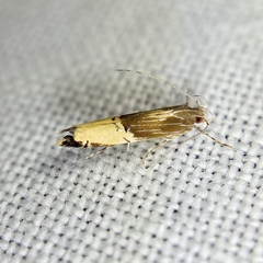 Labdia deliciosella