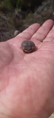 Breviceps