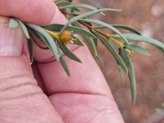 Pimelea microcephala