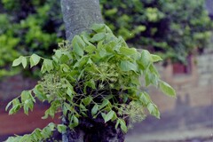 Steganotaenia araliacea