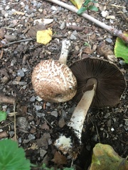 Agaricus sylvaticus
