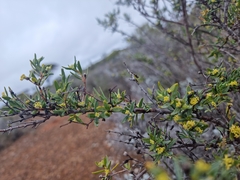 Pimelea microcephala