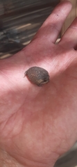 Breviceps