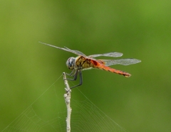 Urothemis signata