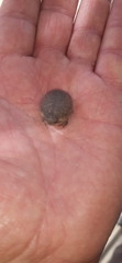 Breviceps