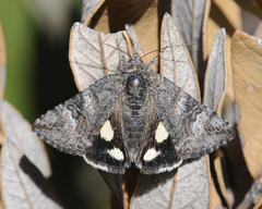 Litocala sexsignata