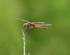 Urothemis signata