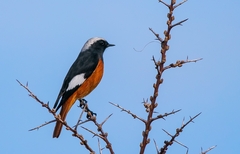 Phoenicurus erythrogastrus