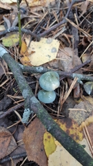 Stropharia aeruginosa