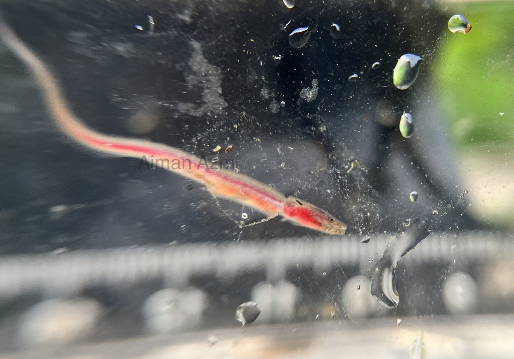 Inle Swamp Eel