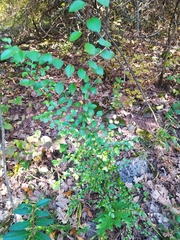 Cotoneaster divaricatus