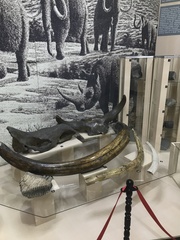 Mammuthus
