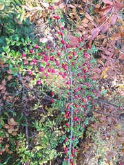 Cotoneaster ascendens