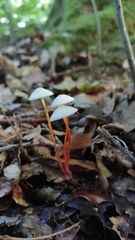 Mycena crocata