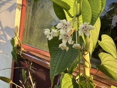 Hoya australis