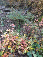 Cotoneaster integerrimus