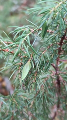 Oligotrophus juniperinus