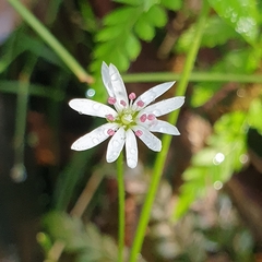 Stellaria flaccida