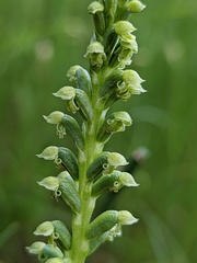 Microtis arenaria